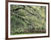 Live Oak Tree Draped with Spanish Moss, Savannah, Georgia, USA-Adam Jones-Framed Photographic Print