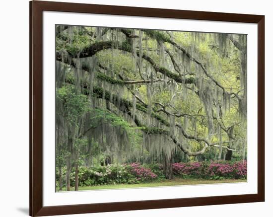 Live Oak Tree Draped with Spanish Moss, Savannah, Georgia, USA-Adam Jones-Framed Photographic Print