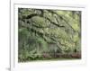 Live Oak Tree Draped with Spanish Moss, Savannah, Georgia, USA-Adam Jones-Framed Photographic Print