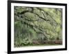 Live Oak Tree Draped with Spanish Moss, Savannah, Georgia, USA-Adam Jones-Framed Photographic Print