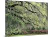 Live Oak Tree Draped with Spanish Moss, Savannah, Georgia, USA-Adam Jones-Mounted Photographic Print