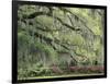 Live Oak Tree Draped with Spanish Moss, Savannah, Georgia, USA-Adam Jones-Framed Photographic Print