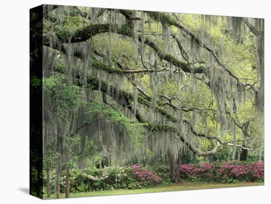 Live Oak Tree Draped with Spanish Moss, Savannah, Georgia, USA-Adam Jones-Stretched Canvas