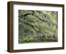 Live Oak Tree Draped with Spanish Moss, Savannah, Georgia, USA-Adam Jones-Framed Photographic Print