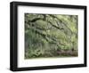 Live Oak Tree Draped with Spanish Moss, Savannah, Georgia, USA-Adam Jones-Framed Photographic Print