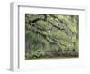 Live Oak Tree Draped with Spanish Moss, Savannah, Georgia, USA-Adam Jones-Framed Photographic Print