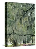 Live Oak Tree, Savannah, Georgia, USA-Adam Jones-Stretched Canvas