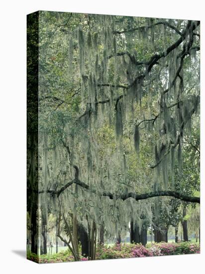 Live Oak Tree, Savannah, Georgia, USA-Adam Jones-Stretched Canvas