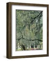 Live Oak Tree, Savannah, Georgia, USA-Adam Jones-Framed Photographic Print