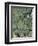 Live Oak Tree, Savannah, Georgia, USA-Adam Jones-Framed Photographic Print