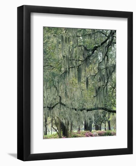 Live Oak Tree, Savannah, Georgia, USA-Adam Jones-Framed Photographic Print