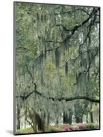 Live Oak Tree, Savannah, Georgia, USA-Adam Jones-Mounted Photographic Print