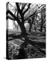 Live Oak Trees at Bonny Hall Plantation-Alfred Eisenstaedt-Stretched Canvas