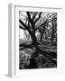 Live Oak Trees at Bonny Hall Plantation-Alfred Eisenstaedt-Framed Photographic Print