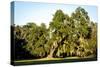 Live Oak with Spanish Moss, Atchafalaya Basin, Louisiana, USA-Alison Jones-Stretched Canvas