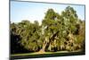 Live Oak with Spanish Moss, Atchafalaya Basin, Louisiana, USA-Alison Jones-Mounted Photographic Print