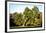 Live Oak with Spanish Moss, Atchafalaya Basin, Louisiana, USA-Alison Jones-Framed Photographic Print