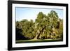 Live Oak with Spanish Moss, Atchafalaya Basin, Louisiana, USA-Alison Jones-Framed Photographic Print