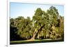 Live Oak with Spanish Moss, Atchafalaya Basin, Louisiana, USA-Alison Jones-Framed Photographic Print