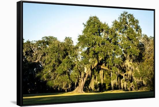 Live Oak with Spanish Moss, Atchafalaya Basin, Louisiana, USA-Alison Jones-Framed Stretched Canvas