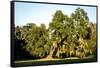 Live Oak with Spanish Moss, Atchafalaya Basin, Louisiana, USA-Alison Jones-Framed Stretched Canvas