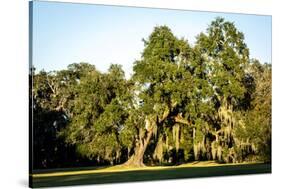 Live Oak with Spanish Moss, Atchafalaya Basin, Louisiana, USA-Alison Jones-Stretched Canvas