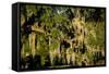 Live Oak with Spanish Moss, Atchafalaya Basin, Louisiana, USA-Alison Jones-Framed Stretched Canvas