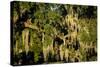 Live Oak with Spanish Moss, Atchafalaya Basin, Louisiana, USA-Alison Jones-Stretched Canvas