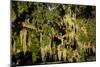 Live Oak with Spanish Moss, Atchafalaya Basin, Louisiana, USA-Alison Jones-Mounted Photographic Print