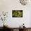 Live Oak with Spanish Moss, Atchafalaya Basin, Louisiana, USA-Alison Jones-Photographic Print displayed on a wall