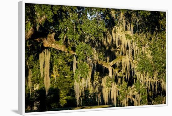 Live Oak with Spanish Moss, Atchafalaya Basin, Louisiana, USA-Alison Jones-Framed Photographic Print