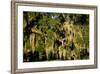 Live Oak with Spanish Moss, Atchafalaya Basin, Louisiana, USA-Alison Jones-Framed Photographic Print