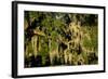 Live Oak with Spanish Moss, Atchafalaya Basin, Louisiana, USA-Alison Jones-Framed Photographic Print