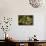 Live Oak with Spanish Moss, Atchafalaya Basin, Louisiana, USA-Alison Jones-Mounted Photographic Print displayed on a wall