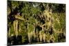 Live Oak with Spanish Moss, Atchafalaya Basin, Louisiana, USA-Alison Jones-Mounted Photographic Print