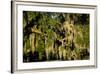 Live Oak with Spanish Moss, Atchafalaya Basin, Louisiana, USA-Alison Jones-Framed Photographic Print