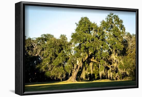 Live Oak with Spanish Moss, Atchafalaya Basin, Louisiana, USA-Alison Jones-Framed Photographic Print