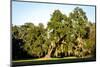 Live Oak with Spanish Moss, Atchafalaya Basin, Louisiana, USA-Alison Jones-Mounted Photographic Print