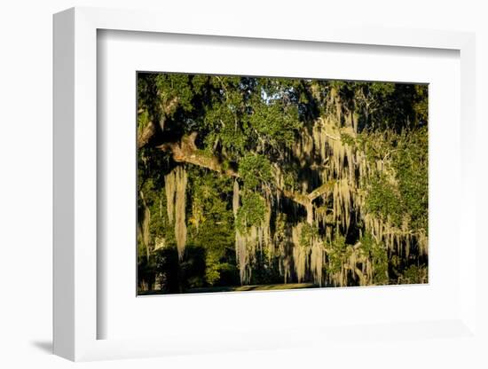 Live Oak with Spanish Moss, Atchafalaya Basin, Louisiana, USA-Alison Jones-Framed Photographic Print