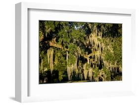 Live Oak with Spanish Moss, Atchafalaya Basin, Louisiana, USA-Alison Jones-Framed Photographic Print