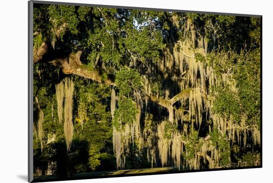 Live Oak with Spanish Moss, Atchafalaya Basin, Louisiana, USA-Alison Jones-Mounted Photographic Print