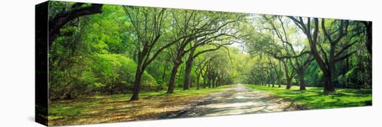 Live Oaks and Spanish Moss Wormsloe State Historic Site Savannah Ga-null-Stretched Canvas