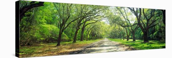 Live Oaks and Spanish Moss Wormsloe State Historic Site Savannah Ga-null-Stretched Canvas