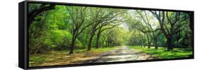 Live Oaks and Spanish Moss Wormsloe State Historic Site Savannah Ga-null-Framed Stretched Canvas