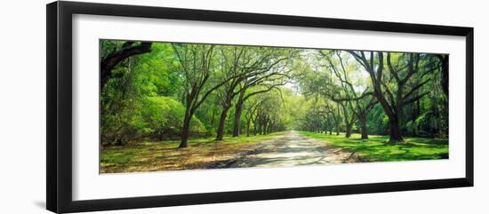 Live Oaks and Spanish Moss Wormsloe State Historic Site Savannah Ga-null-Framed Premium Photographic Print