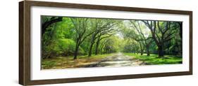 Live Oaks and Spanish Moss Wormsloe State Historic Site Savannah Ga-null-Framed Photographic Print