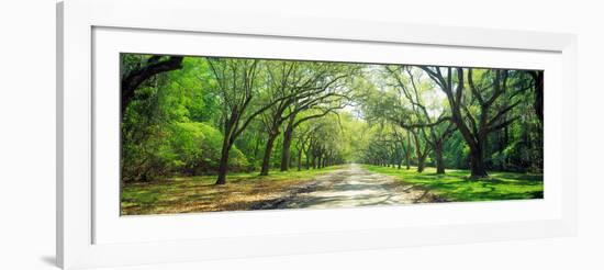 Live Oaks and Spanish Moss Wormsloe State Historic Site Savannah Ga-null-Framed Photographic Print