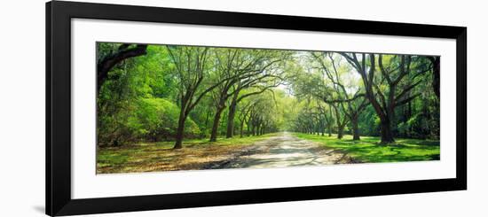 Live Oaks and Spanish Moss Wormsloe State Historic Site Savannah Ga-null-Framed Photographic Print