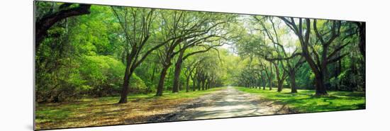 Live Oaks and Spanish Moss Wormsloe State Historic Site Savannah Ga-null-Mounted Photographic Print