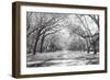 Live Oaks and Spanish Moss Wormsloe State Historic Site Savannah GA-null-Framed Photographic Print